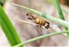 Lasius flavus